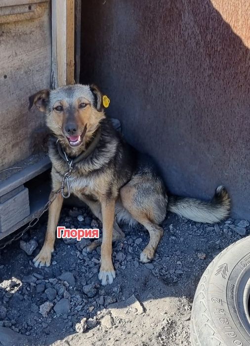 Дарю в добрые и ответственные руки