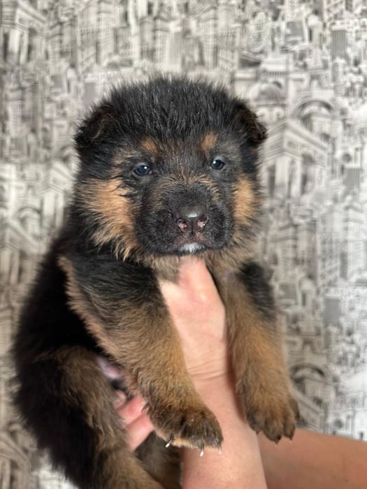 Щенки немецкой овчарки