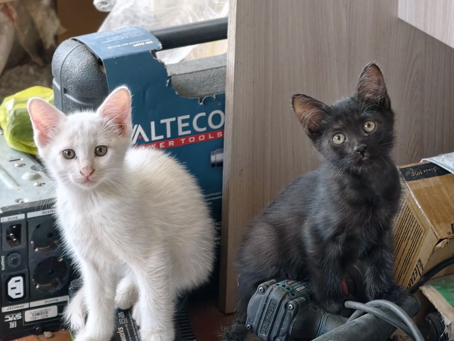Крията от породистой кошки в добрые руки
