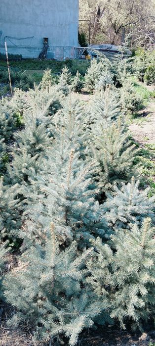 Продам Ёлку своя