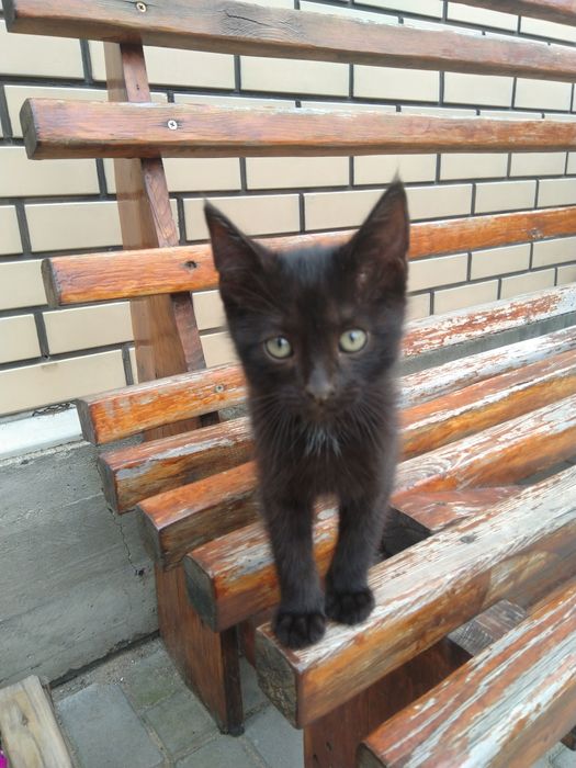 Котята - крысоловы