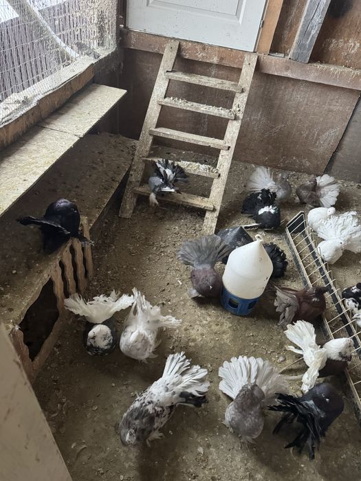 De vanzare voltati indieni