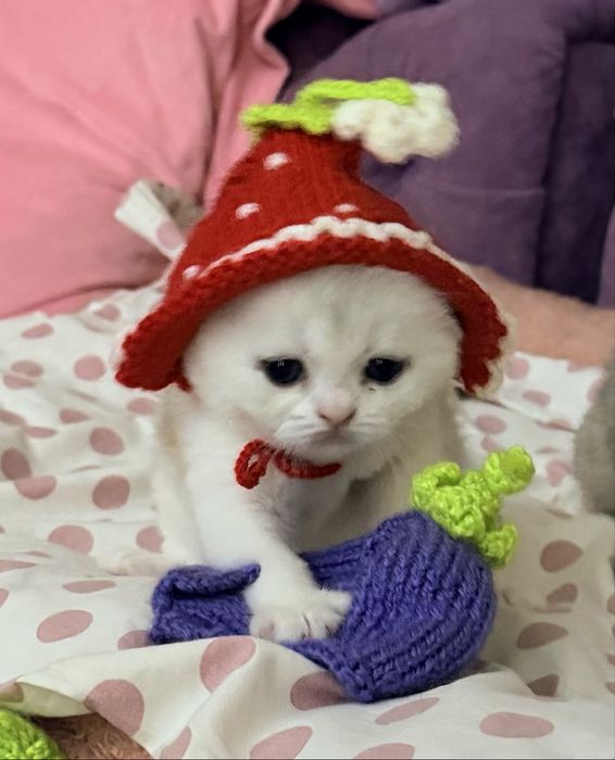 Шотланский Скоттиш Фолд! Колорная Шиншилла!