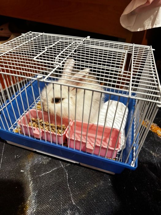 Кролик 2 айлық сатылады