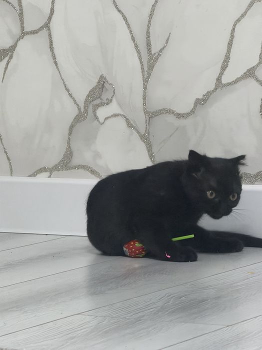 Кошка Домашная..