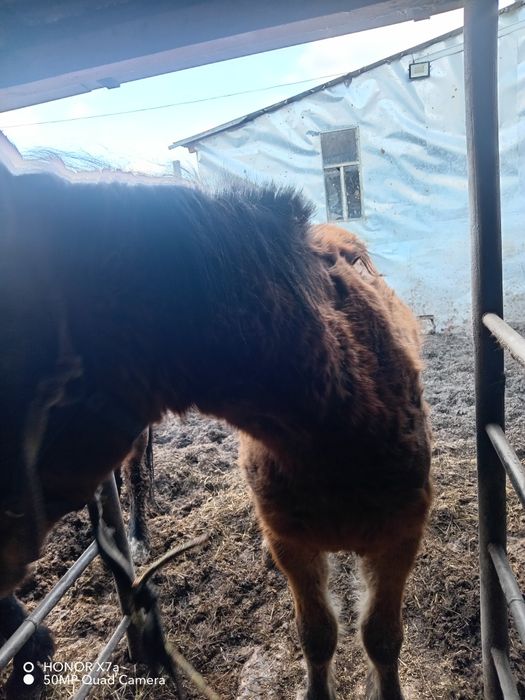 Продам жеребчика