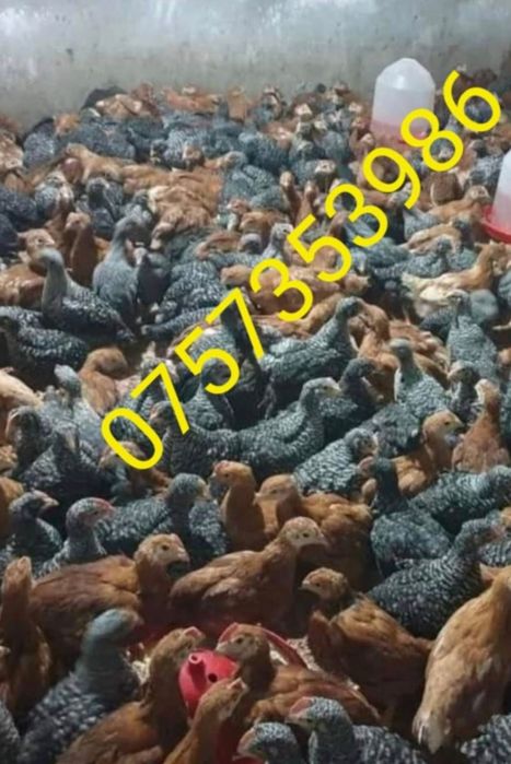 Microferma Bunicii, Varsatura Braila ( pui rase mixte si grele )