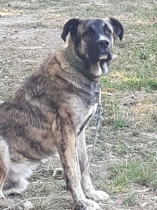 GRATIS Caine curte de talie mare foarte prietenos, caine de companie