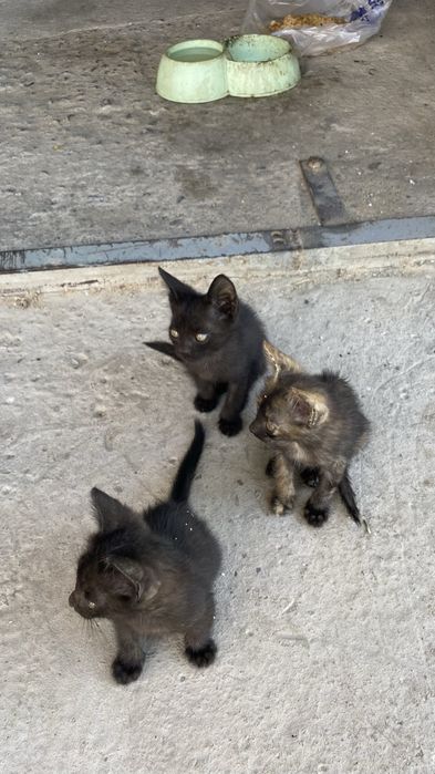 Мысық, марғау, кот, котенок, кошки