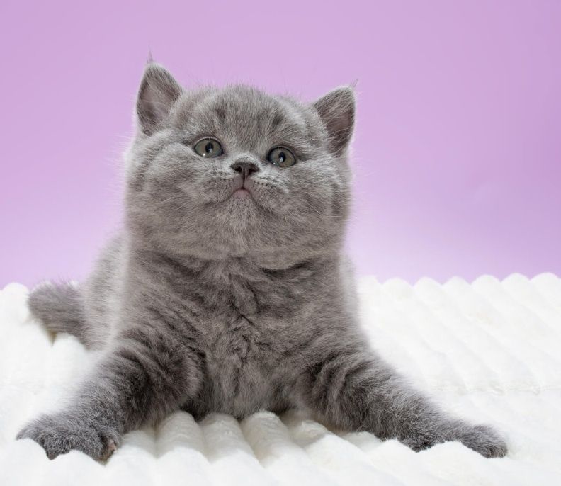 Британские Котята Алматы