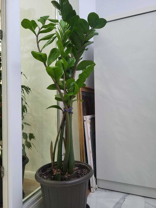 продам комнатные растения