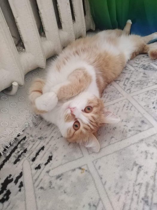 Отдам кошку в добрые руки