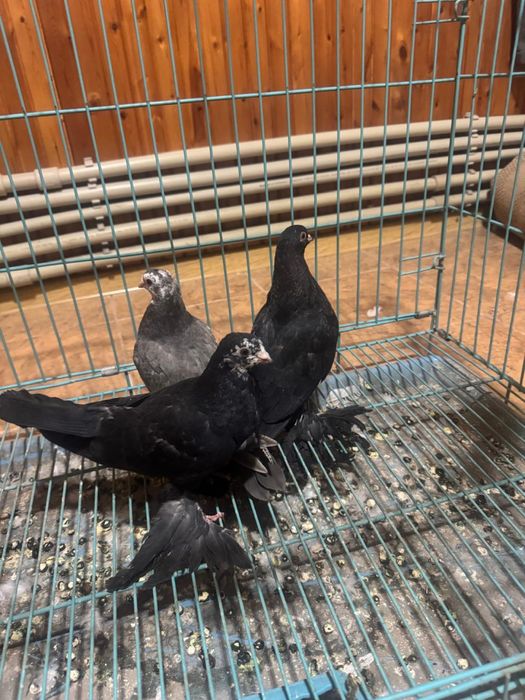 Голуби молодые пискуны