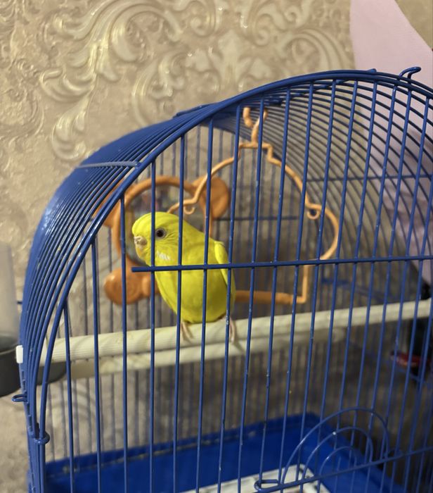 Продам попугая, клетка в комплекте