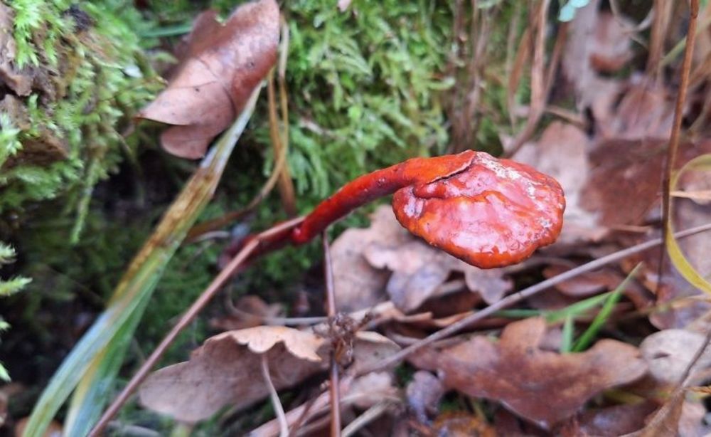 Ciuperci medicinale Coada Curcan, Reishi, Chaga