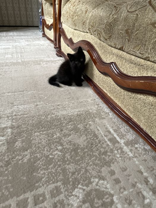 Отдам котят в хорошие руки.