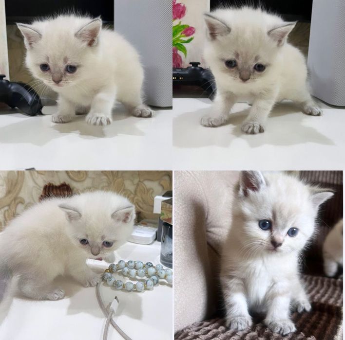 Продаются котята белоснежная шиншилла!