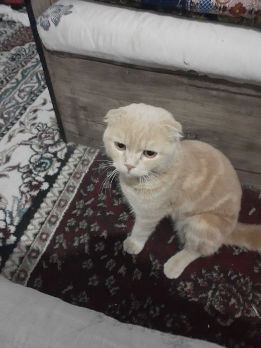 Mushuk sotiladi Scotish Fold