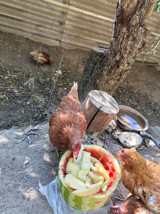 Тауык куры несушки