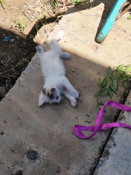 Отдам в добрые руки котенка ( мальчик ))