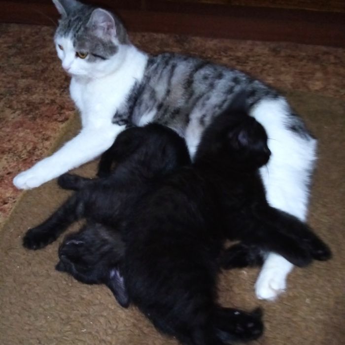 Отдам котят 2 мес, котики