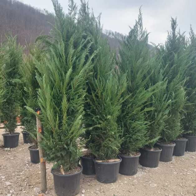 Cupressocyparis Leylandii pentru Gard Viu Dens și Elegant