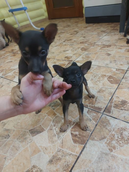 Продам щенков той терьера