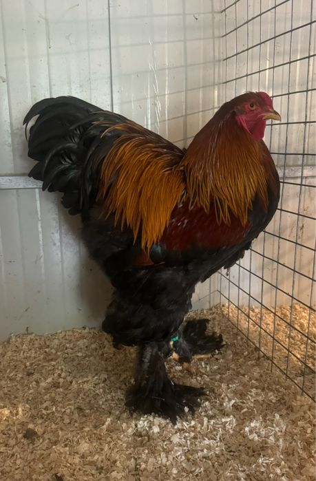 Oua pentru incubat Rasa Brahma Varietatea Potarnichiu