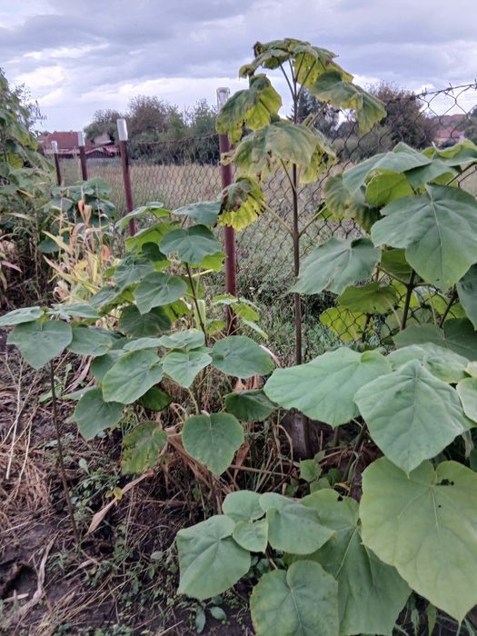 Pomi paulownia de 1 an