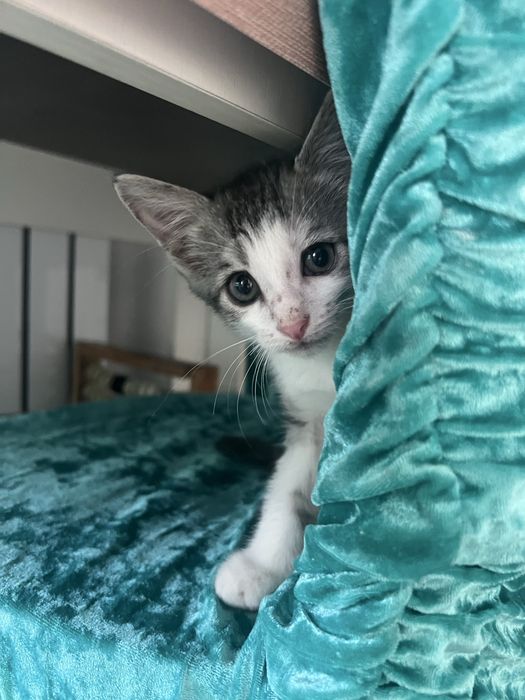 Кошка домашняя бесплатно