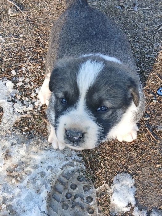 Кушік сатылады тобет 50мың