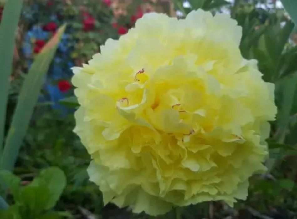 Продам пионы сортовые