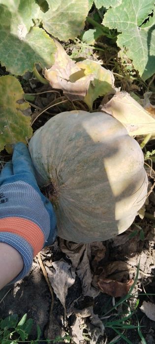 Продается Домашняя тыква