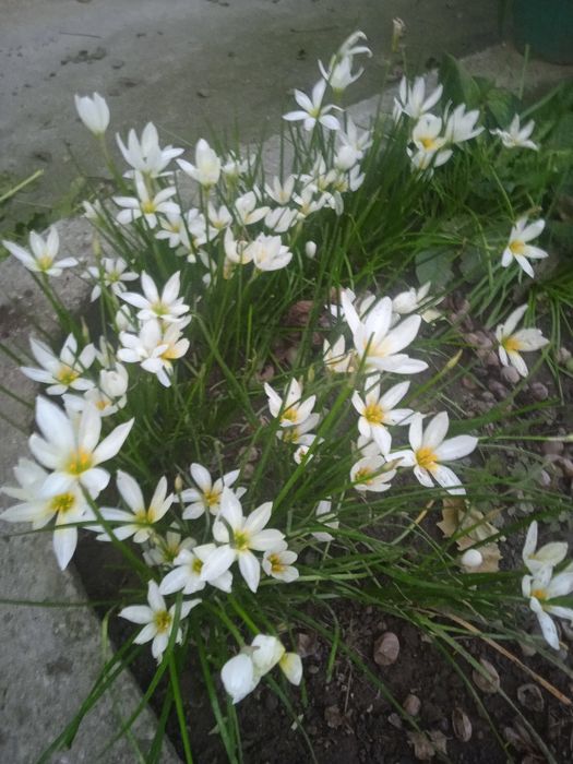 Кампанула гломерата, градински кактус,декоративни ягоди,ирис, луковици