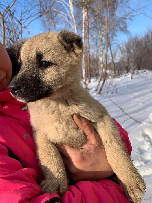 Ищем дом. Срочно!