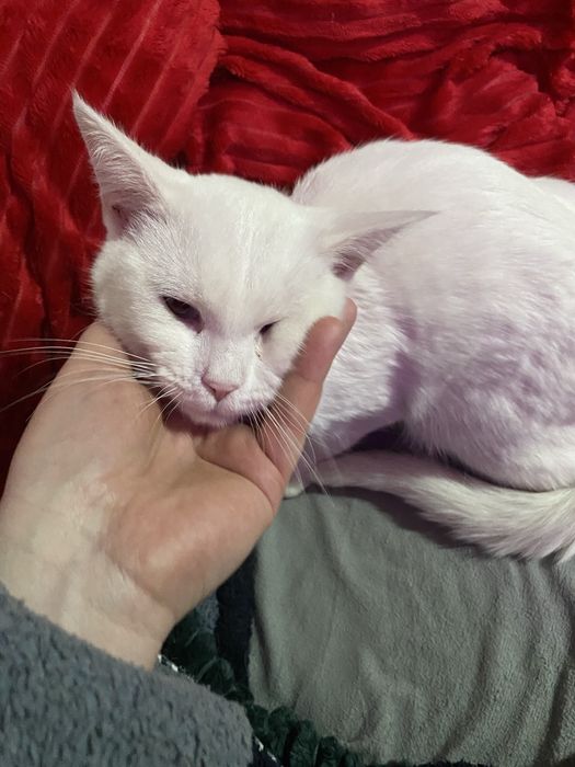 Отдам котиков в добрые руки