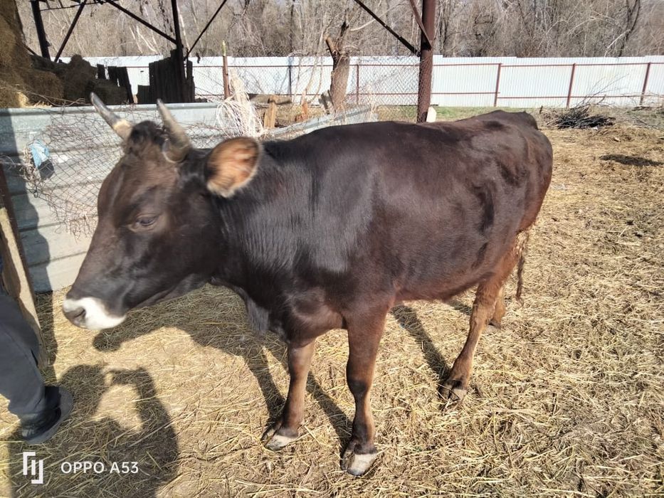 Коровы / сиыр / тёлочки