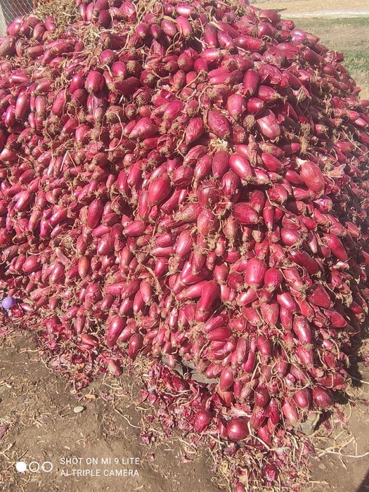 Vând ceapă roșie de apă în cantități mari și mici  4,5 Kg. Negociabil.