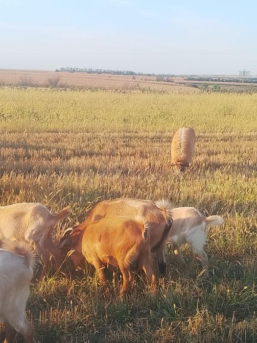 Capre oi iezi de vanzare