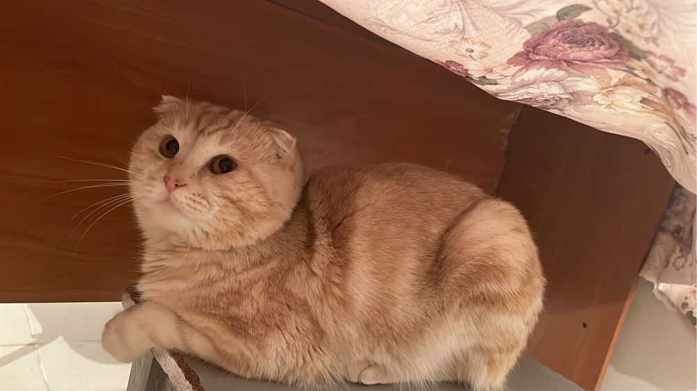 Шотландкий вислоухий кот