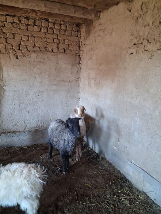 Кой сатылады ургашы