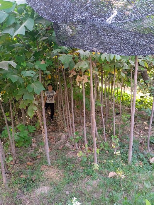 Archa va Lola daraxtlar