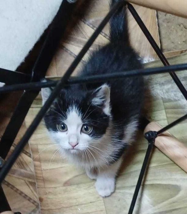 Ищем дом котенку (девочка)!