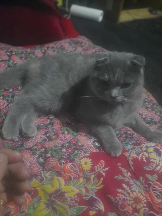 Rangi kulrang yoki movi