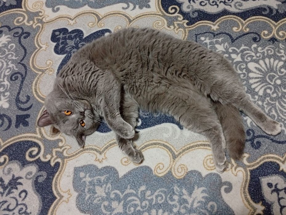 Britan mushugi  sotiladi