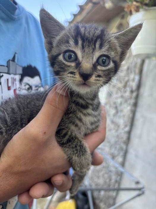 Adoptie pisoiasi