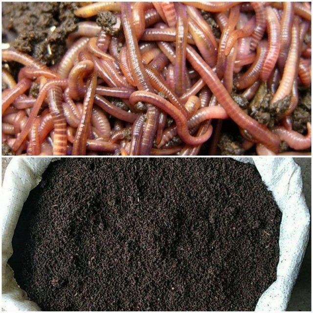 Biogumus va Chuvalchang SOTUVDA