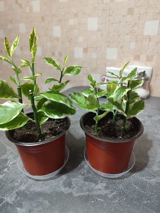 Продам педилантус