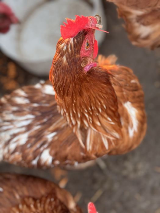 Үидің Тауықтары сатылады Ломан браун