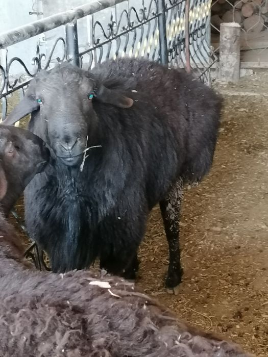 Тозза хисорий кочкор